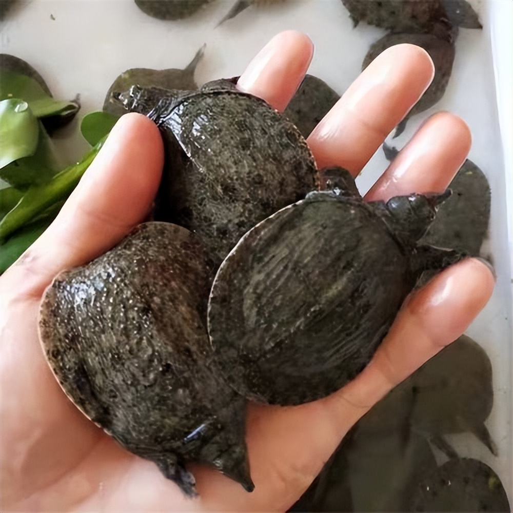 养殖哪个鳖种有前景,中华鳖养殖现状及未来发展