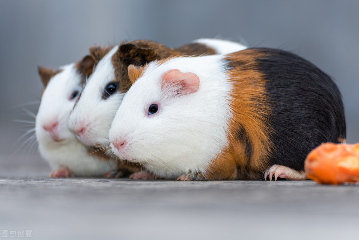 卷毛荷兰猪有哑巴吗,荷兰猪哑巴是发出什么声音