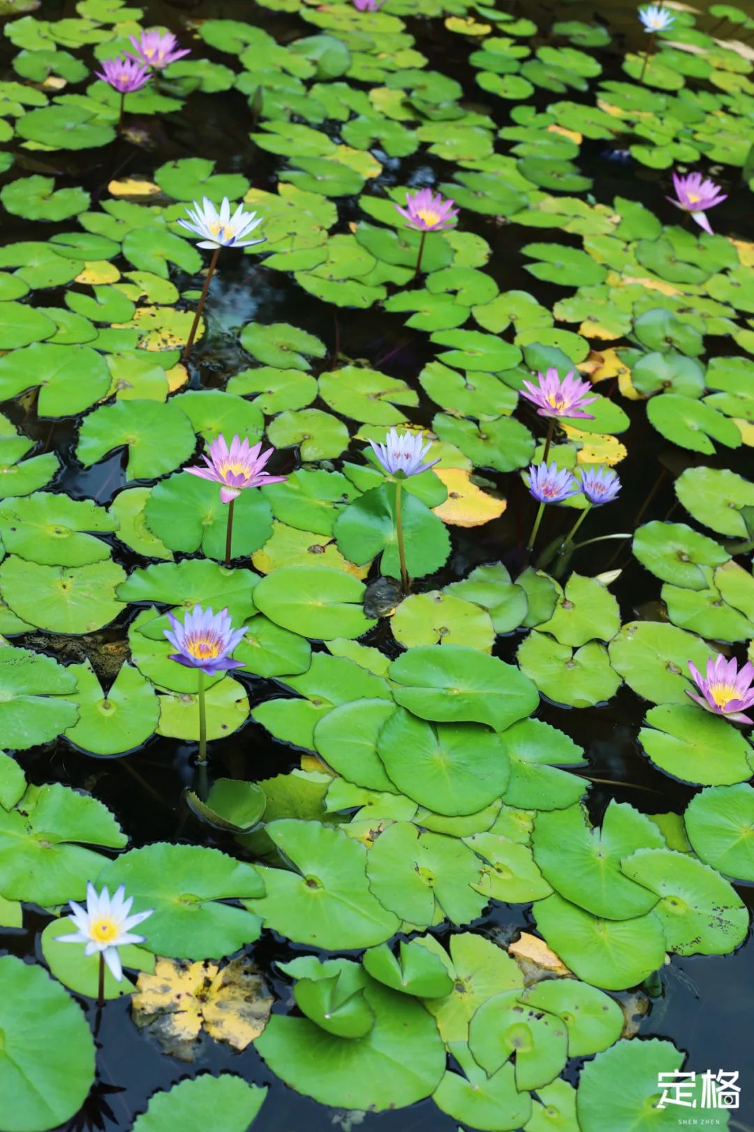 深圳蝴蝶谷花海,深圳湾公园花海3月