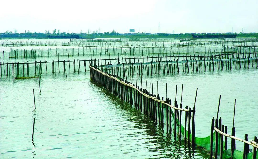 大闸蟹攻略带你品味大闸蟹,哪里大闸蟹可以媲美阳澄湖大闸蟹