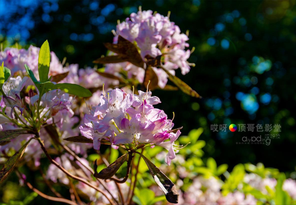 旅行家的眼神，看到不一样的人文澳洲（四之一）