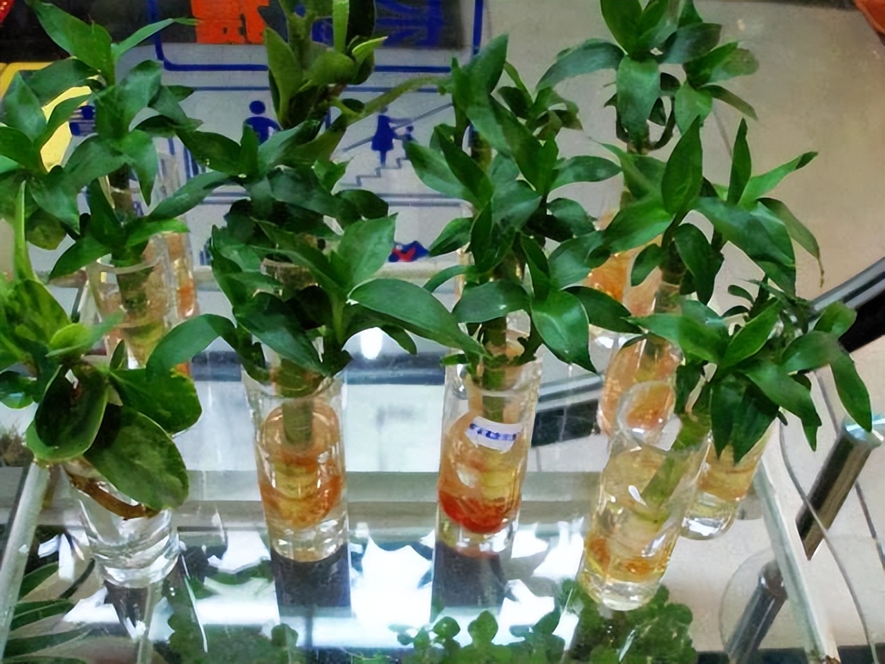 富贵竹水发臭黄叶杆干瘪,水培富贵竹水浑浊怎么办