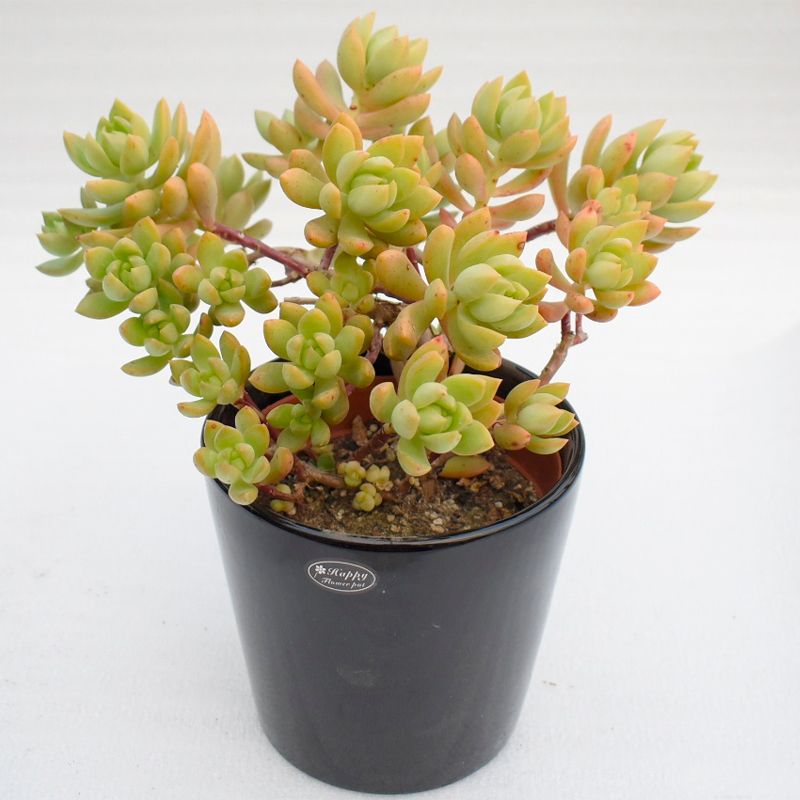 被称为“徒神”的黄丽,很多人都“嫌弃”,为啥容姐喜欢养?