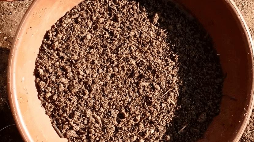 过期食用油如何处理后可以做肥料,用过的食用油怎样变成肥料