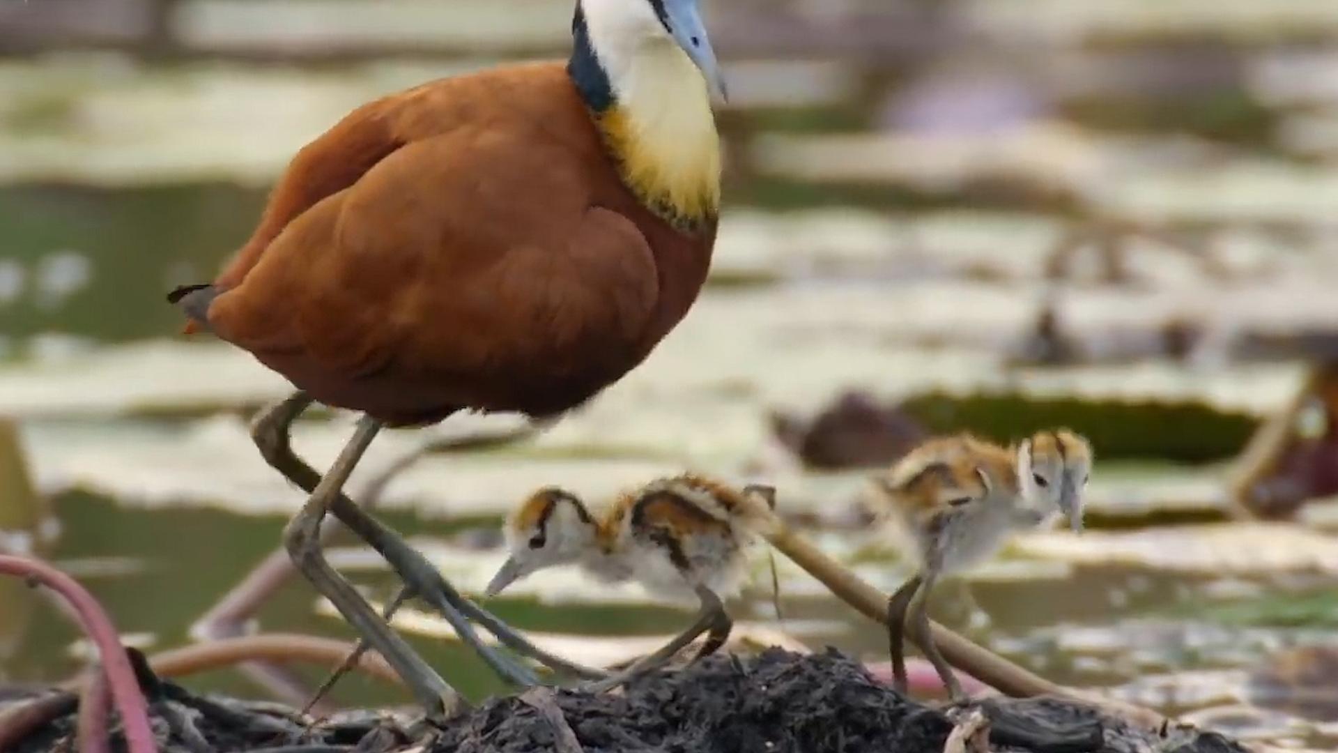 鸟类的大脚“奶爸”，为了躲避鳄鱼追杀，一秒变身“夹娃娃鸡”