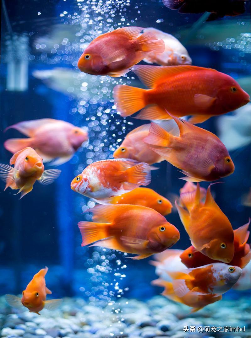 什么宠物好养又干净,什么宠物好养又干净还认主人