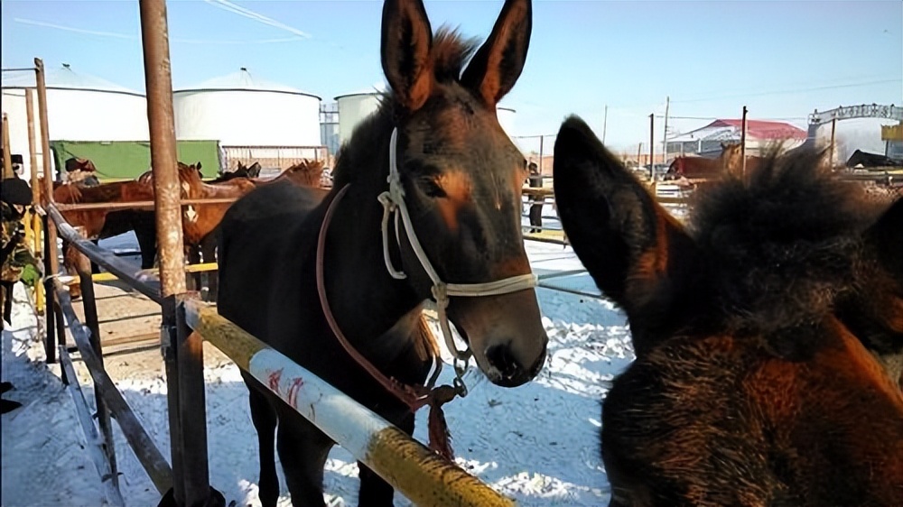 突破基因枷锁会怎样,普通马和斑马杂交是否可育