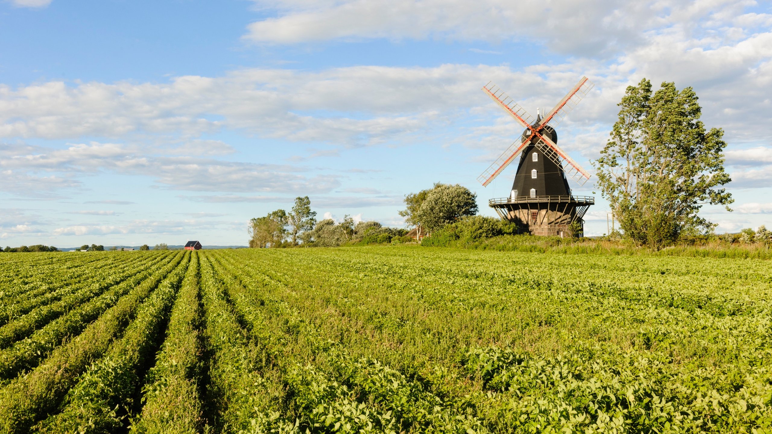 魔人布欧哈兰德人品,哈兰德为什么叫魔人布欧
