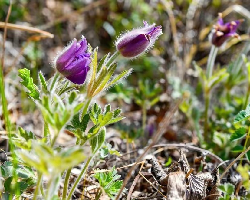 清明期间开的野花有哪些,清明节野花