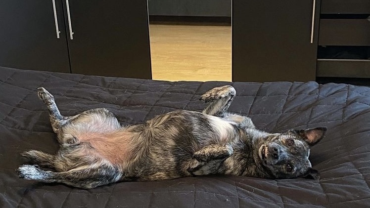 宠物呕吐腹泻食欲不振精神萎靡,狗狗吃坏了东西呕吐没精神怎么办