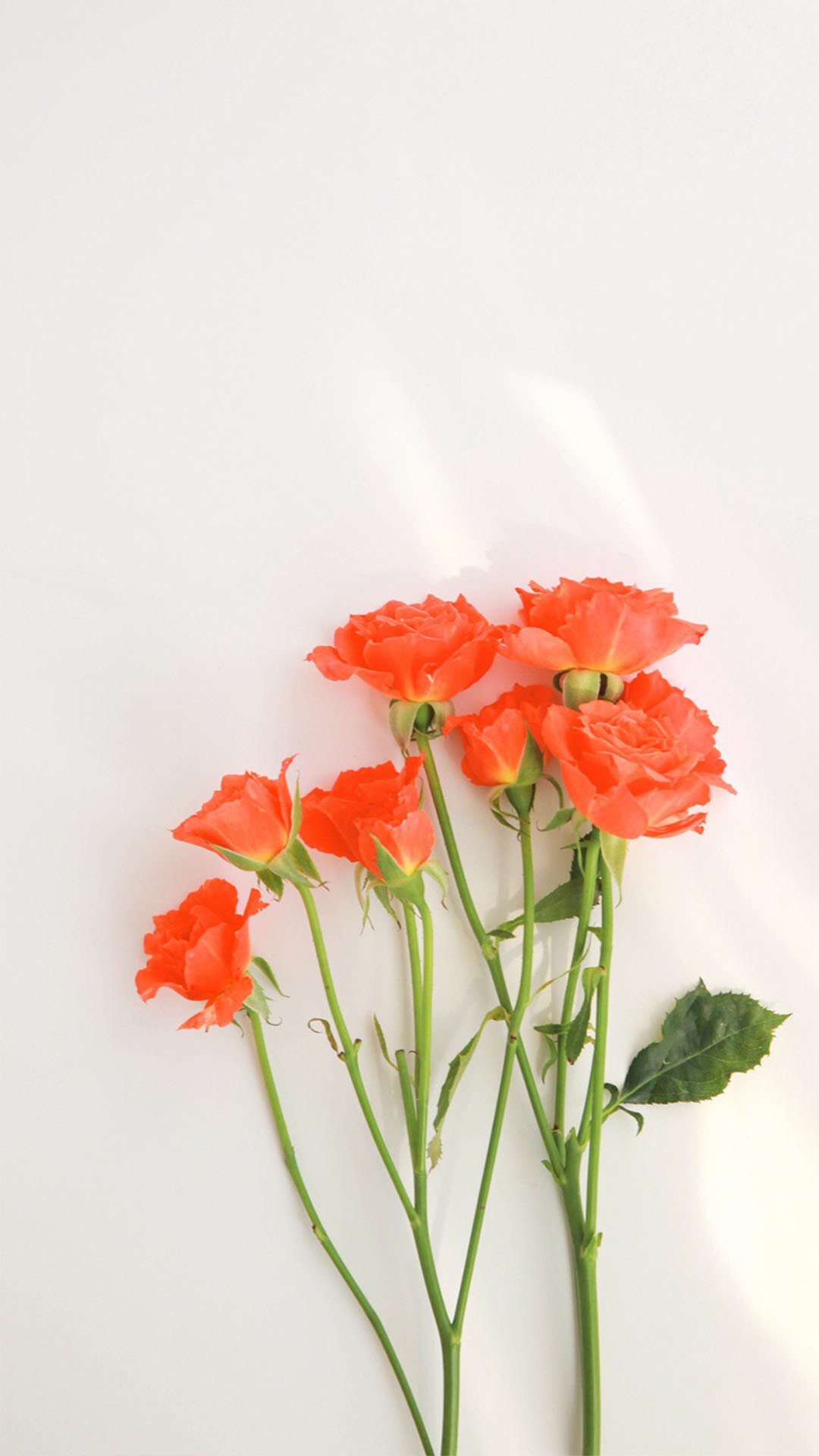 浅色壁纸高清图片花,超仙闺蜜壁纸动漫紫色和粉色