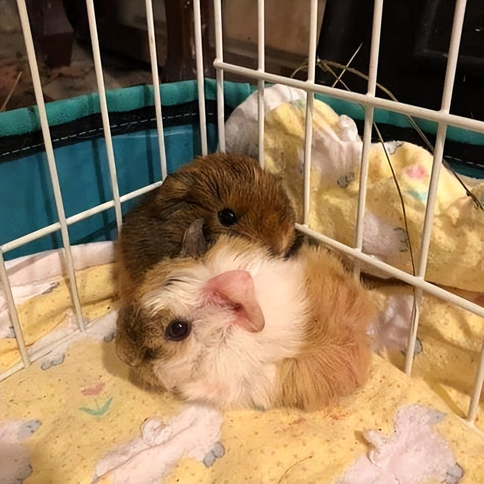 如何照顾豚鼠:情况说明书和建议2023