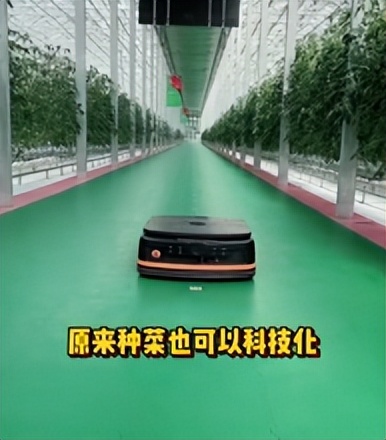 中国第一的农业大省,中国蔬菜大省山东