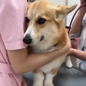 狗狗不能经常洗澡怎么除臭,狗狗在家很臭怎么除臭