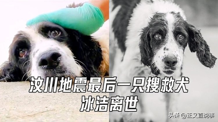 立功警犬被伤,功勋犬拍戏被炸死驯养员哭出血