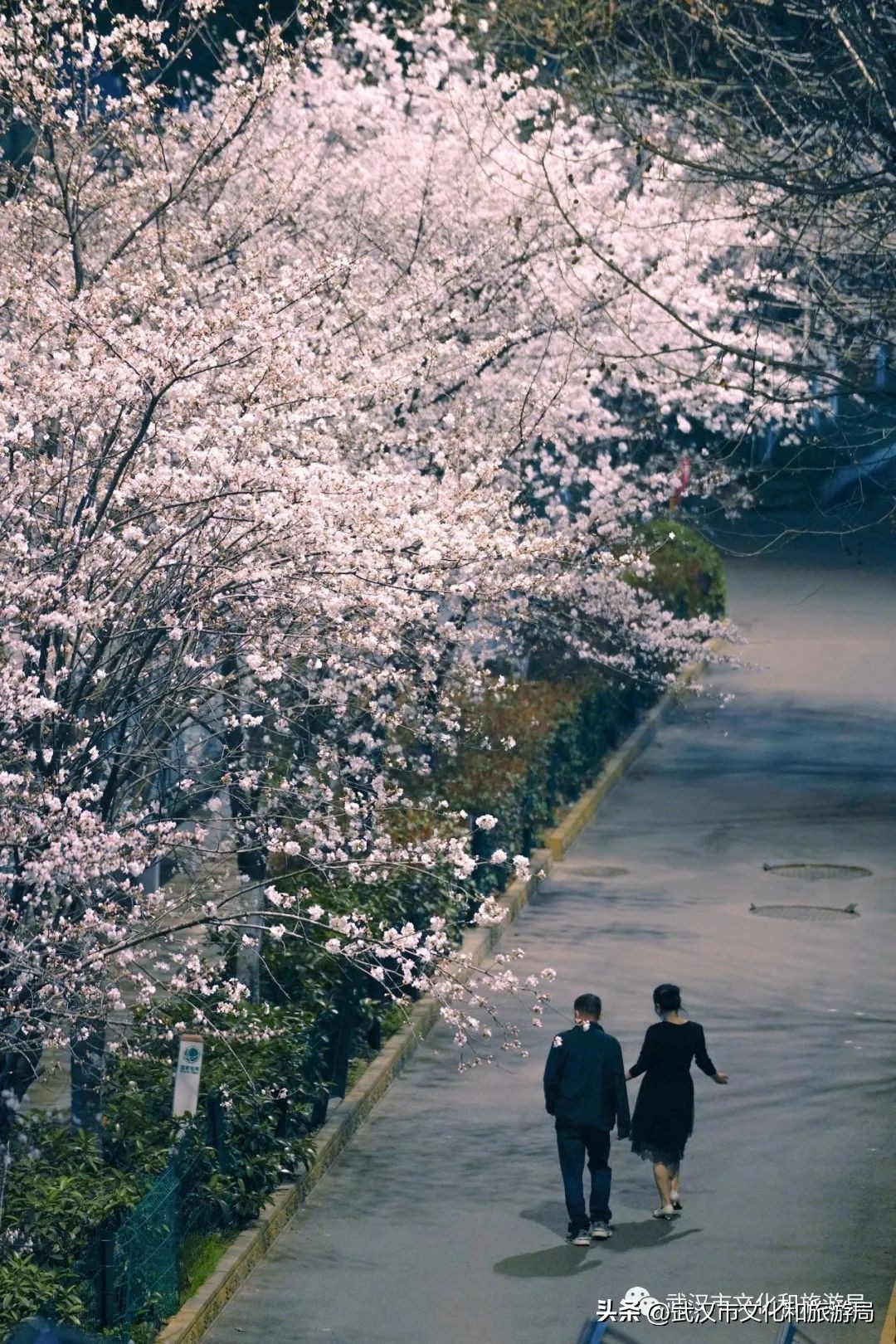 来武汉一定要去一趟东湖看荷花,来武汉看樱花吧