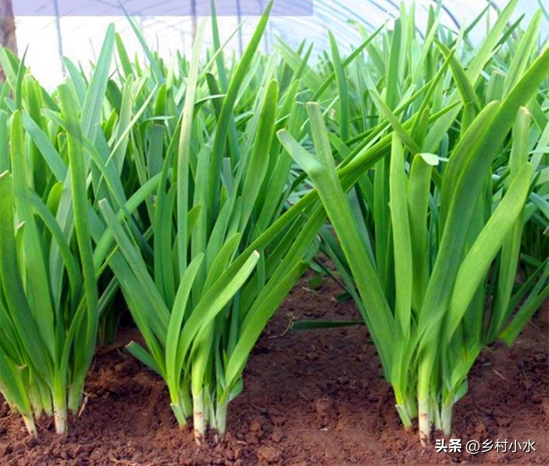 韭菜播种后如何管理,韭菜每茬收割完施什么肥