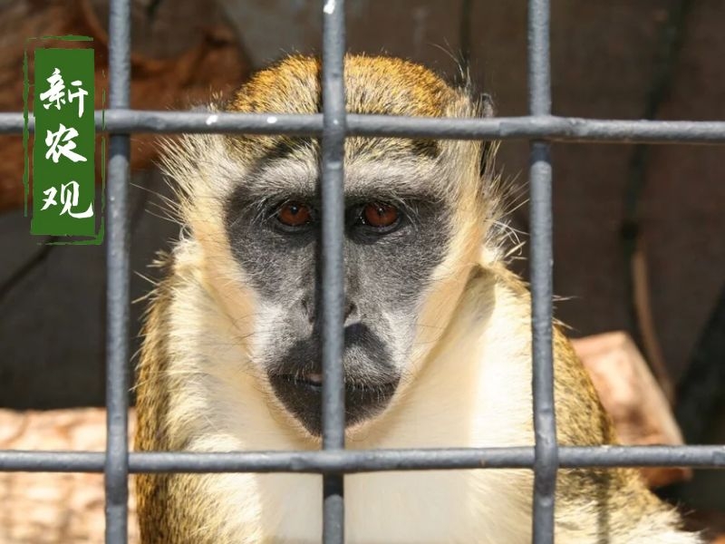 猴子身价倍增！从7000涨到16万，甚至“有价无猴”，发生了啥？