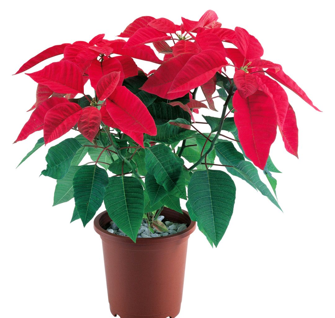 百花齐放春意浓群芳争艳,百花齐放喜迎新春