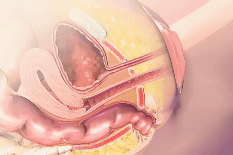 女性尿道口解剖结构是什么,女性尿道口的结构组织讲解