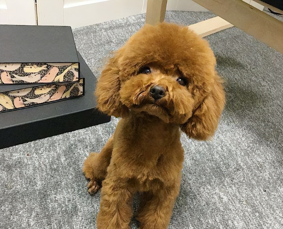 泰迪老了如何正确照顾,养泰迪之前主人得做好心理准备