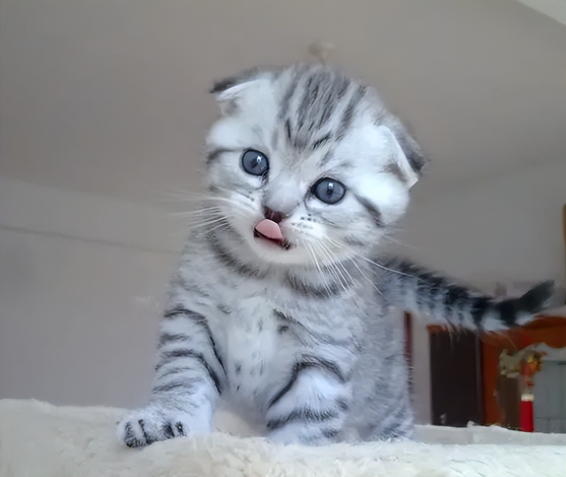 猫界中什么猫最聪明,猫界中谁的性格最好