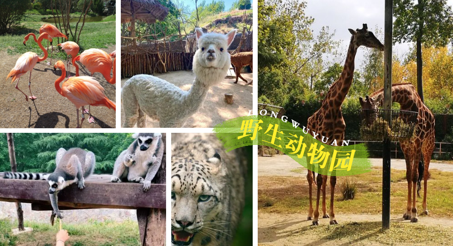 周末遛娃好去处海边青岛,青岛石老人浴场到青岛海底世界