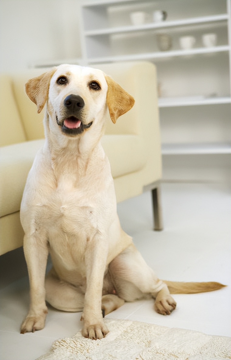 适合家养温顺的狗,什么狗狗最温顺听话好养