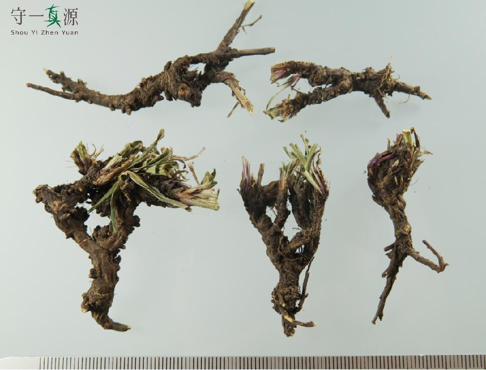 中药鉴定真假找谁,柴胡真假优劣鉴别