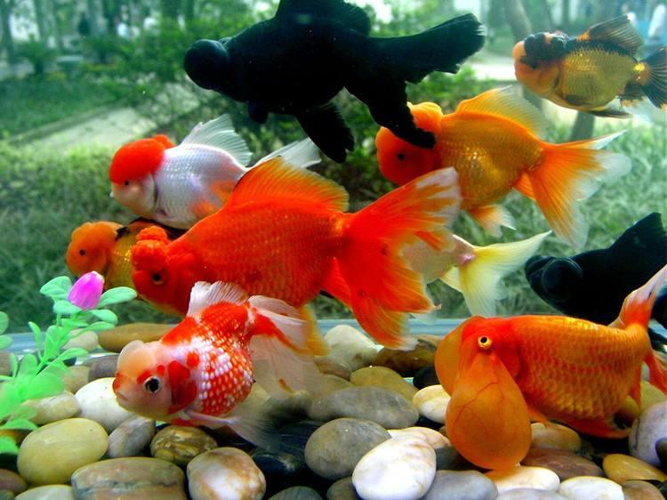 养鱼知识大全如何养水,最全养鱼常识养鱼之前先看这篇