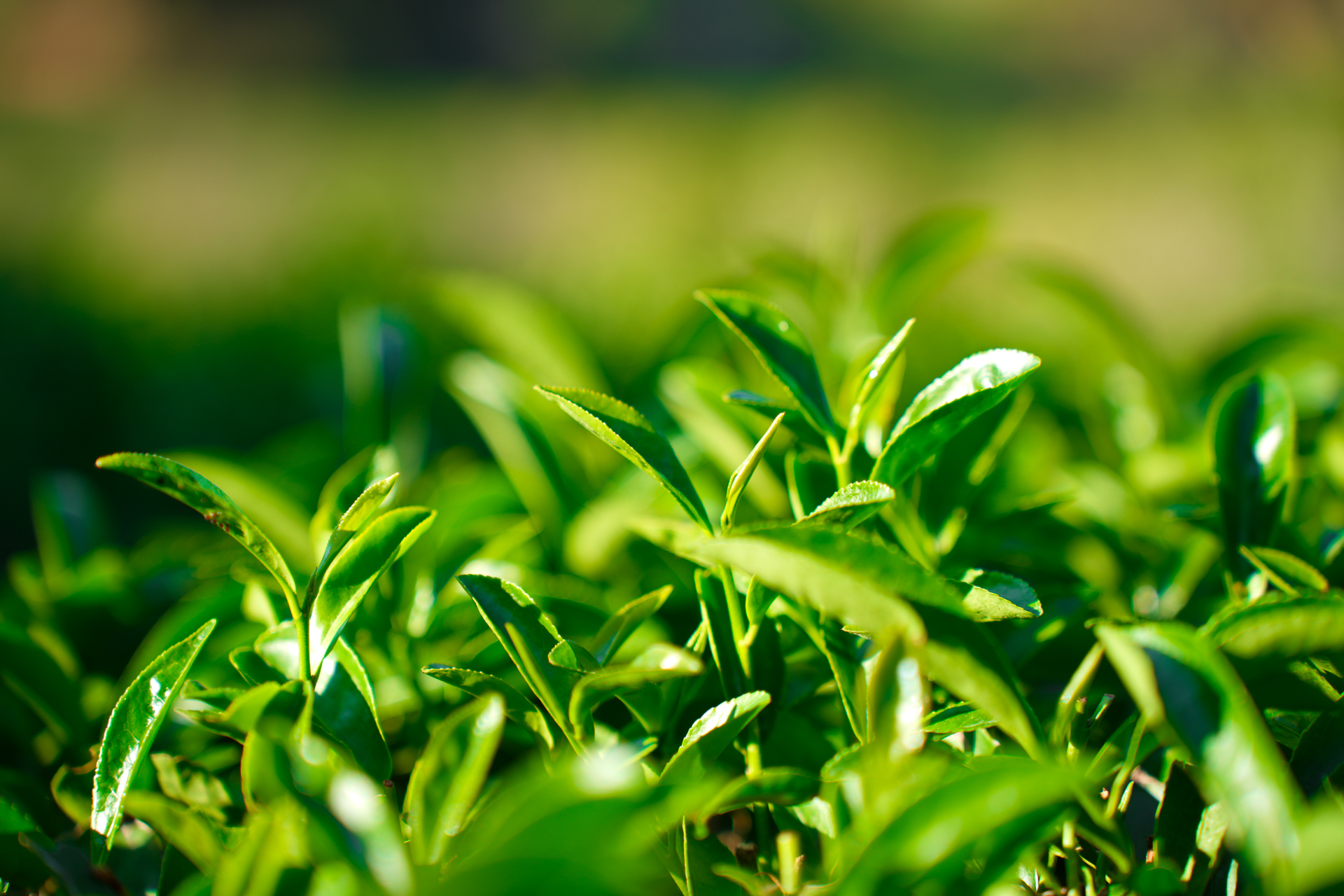 武夷山茶文化之旅,武夷山清香四溢茶