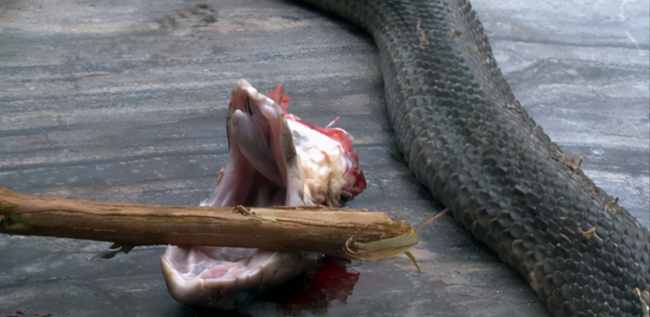 蛇头被砍下后为何还会跳起来咬人？