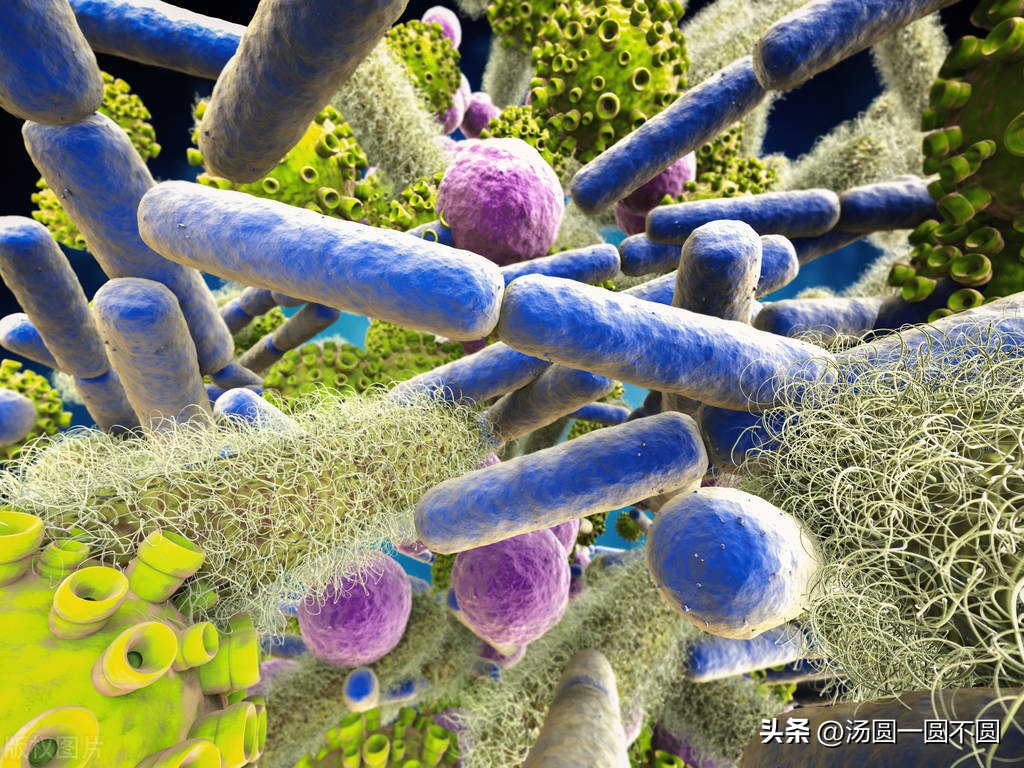 人死后猪肉为什么会腐烂,人死后会腐烂猪肉为什么没事