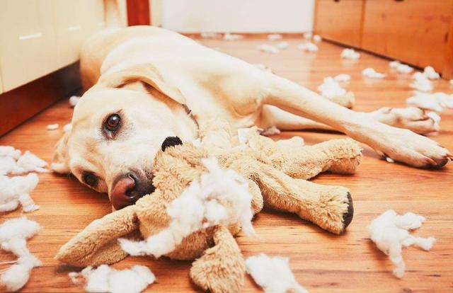 养了拉布拉多有什么缺点,拉布拉多的优点和缺点好养吗