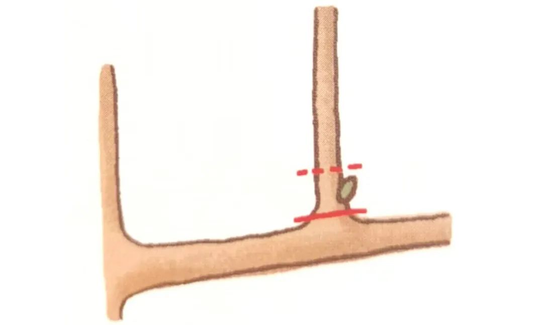 榆树盆景鸡爪枝修剪,映山红盆景花后怎样修剪枝