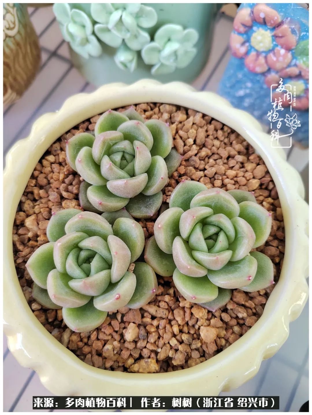 又临寒冬，暖阳下携手肉肉赏姹紫嫣红！