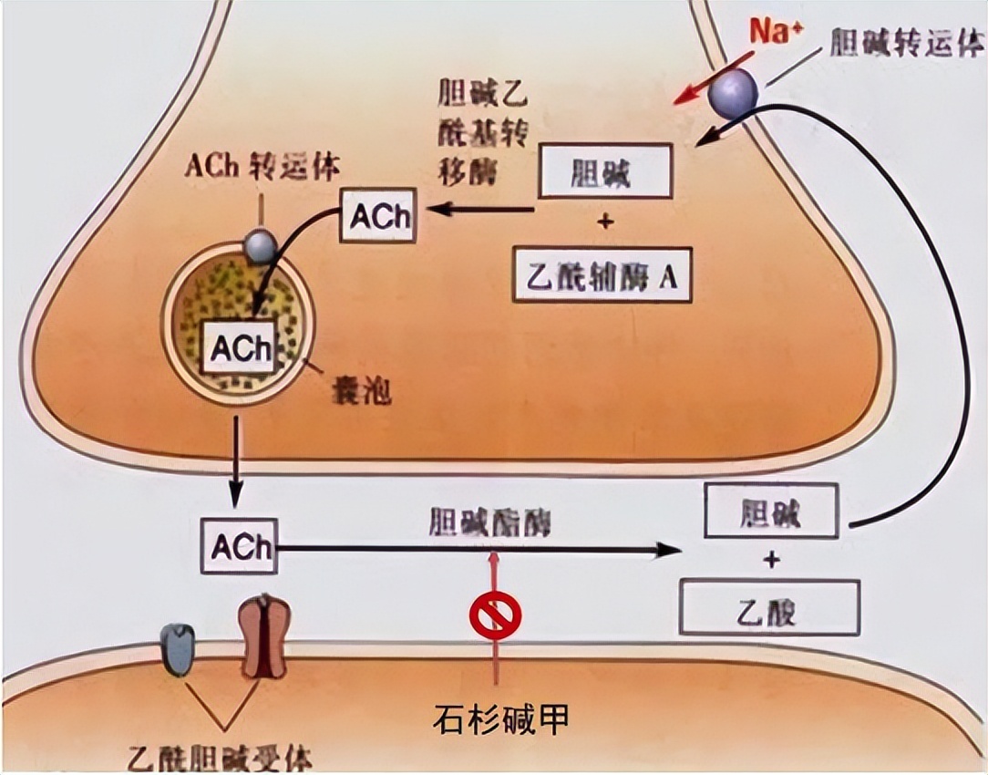 脑萎缩不可轻视应尽早防治,岁数大了脑萎缩吃什么药