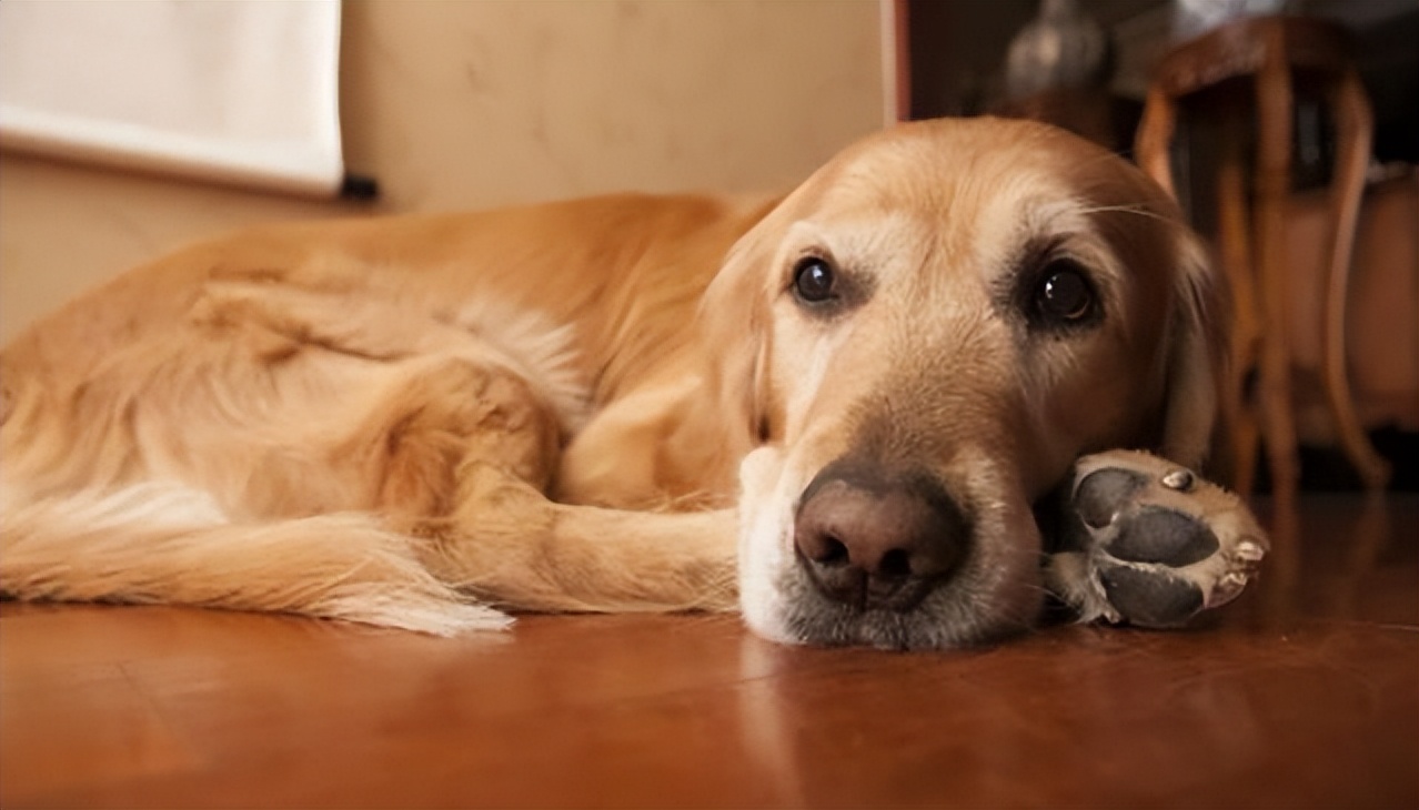 狗补钙补多了会怎么样,补钙过多对狗有影响吗