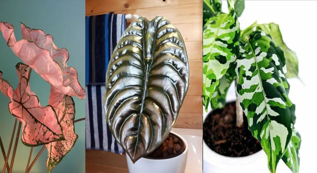 特别小众的4种室内观叶植物，容易养好，颜值高，但很少人了解