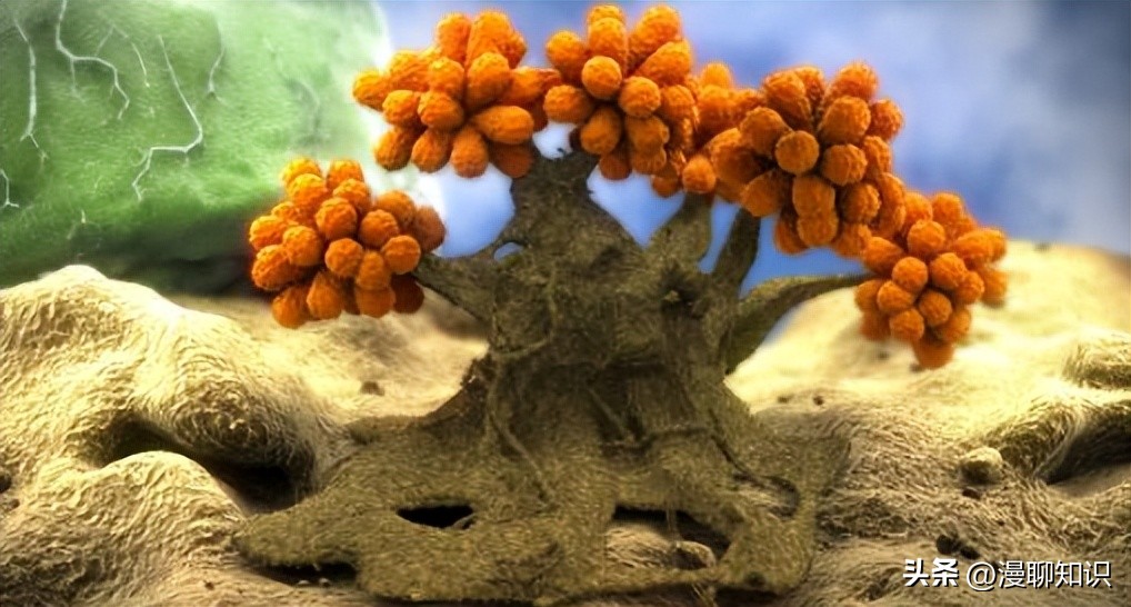 细菌感染会影响体内胰岛素吗,植物乳杆菌会对人体有影响吗