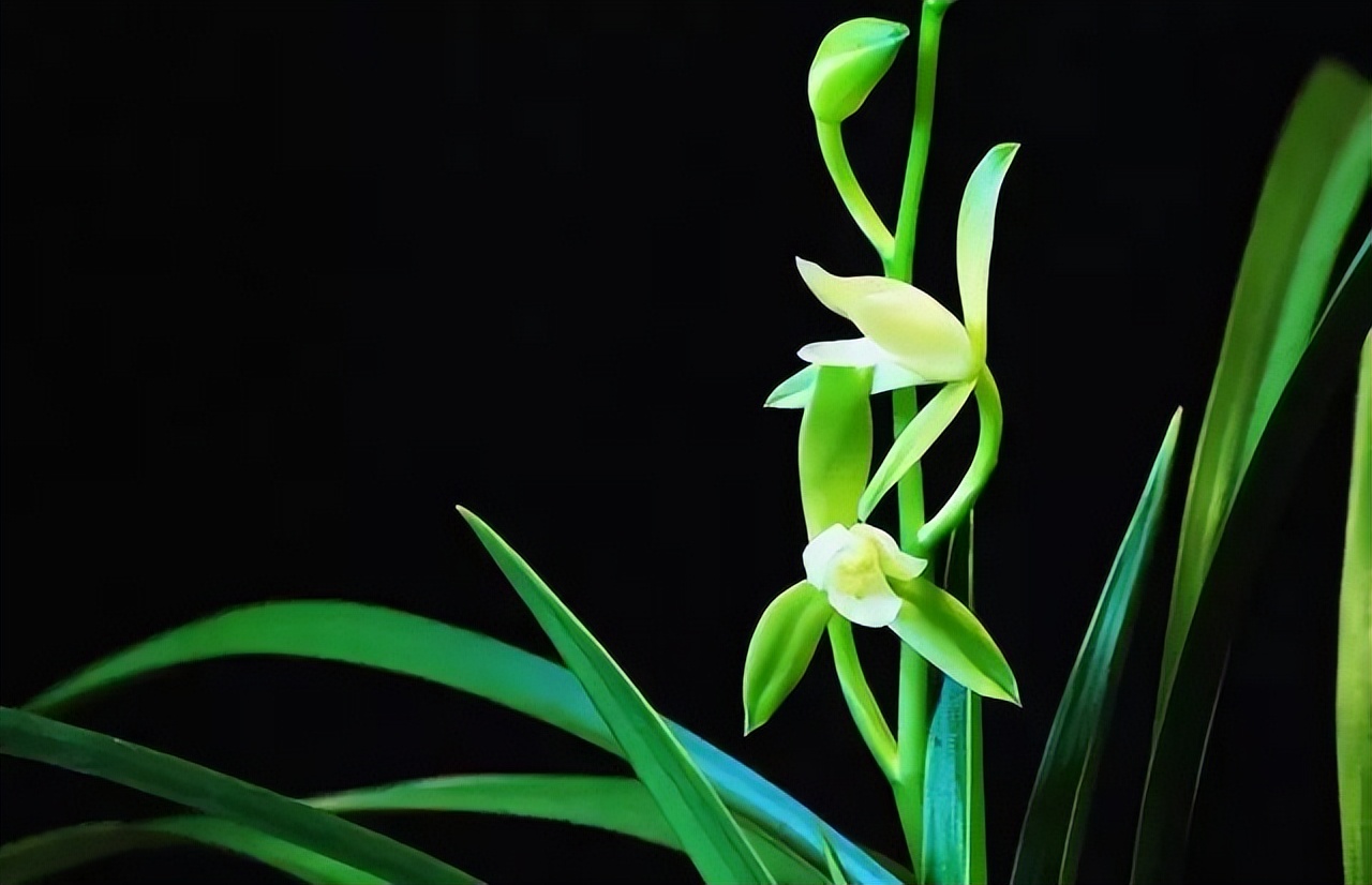 迟到的大学二、等待通知第5节：兰草涨价跌价