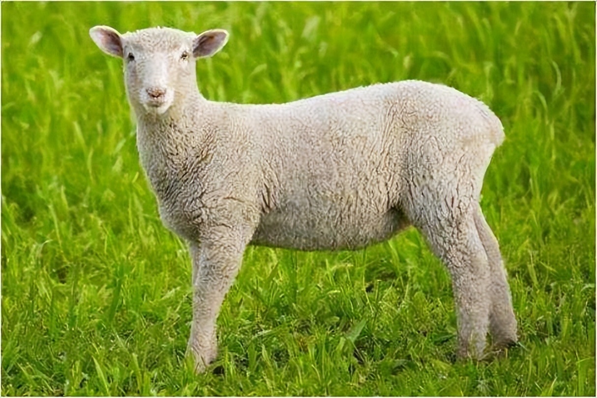 羊喂盐的正确方法几天喂一次合适,盐喂羊最佳配方