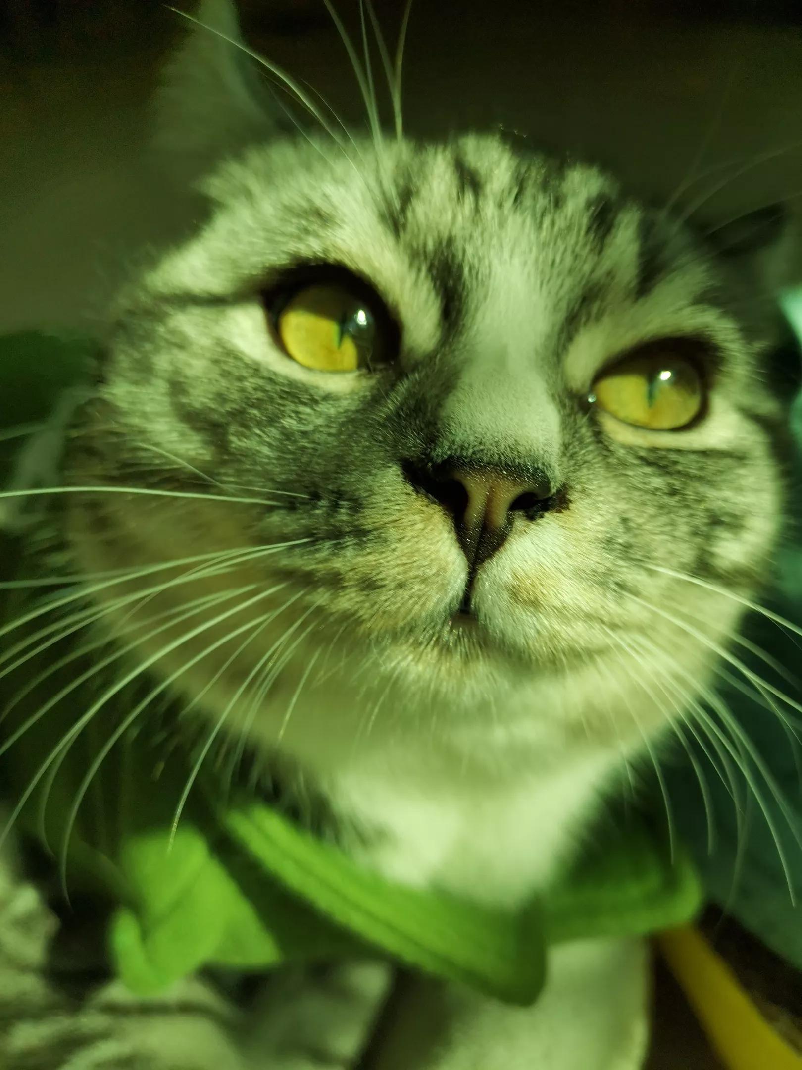 孤傲的美短豆包子猫猫，具有王者之心