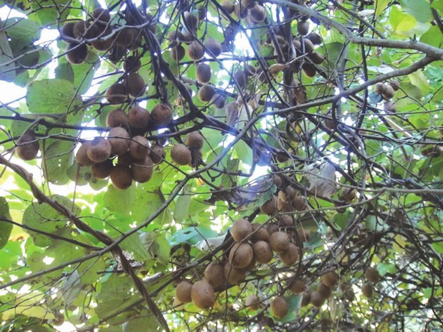 新西兰猕猴桃是中国引进的吗,新西兰猕猴桃发展