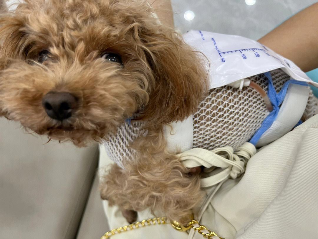 我的狗狗死了怎么度过这段时间,我的小狗生病了却丢了我该怎么办