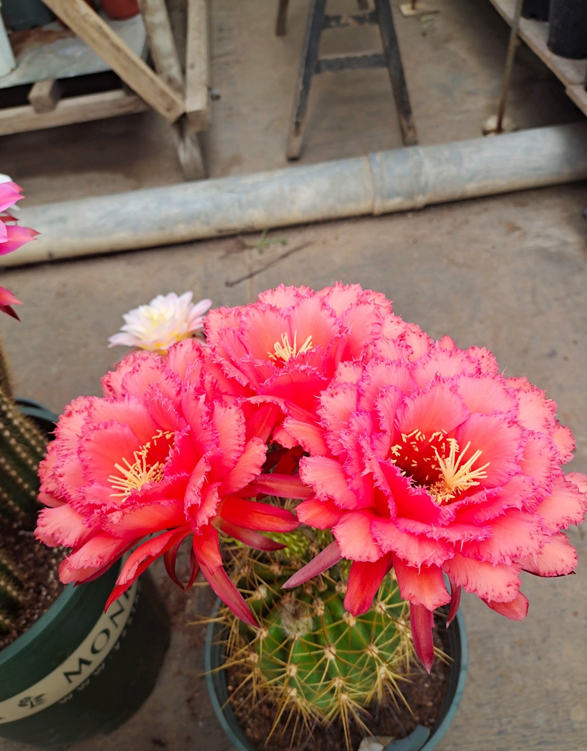 毛花柱克斯汀仙人球几月开花,花期最长的仙人球