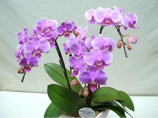 百花种类大全,百花的种类有哪些