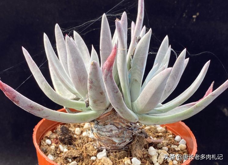 仙女杯多肉怎么养成粗壮,多肉仙女杯最佳状态