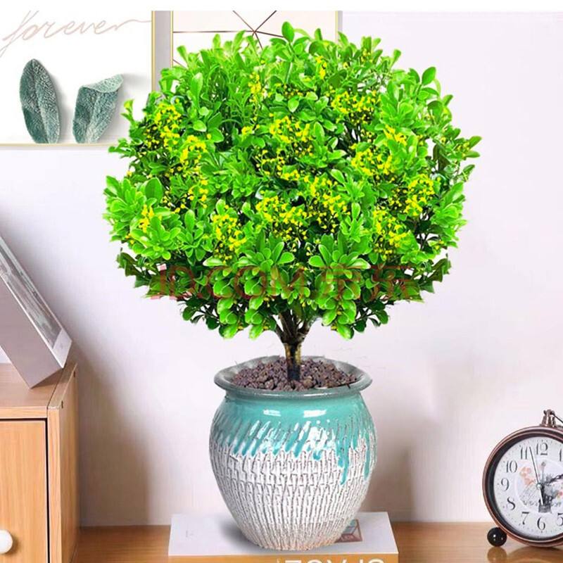 名贵米兰,淡黄色米兰