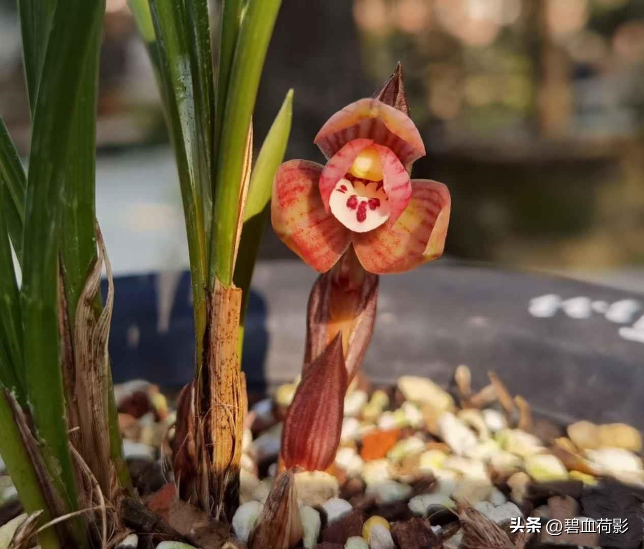 一棵蕙兰值多少钱,一棵蕙兰卖800万图片